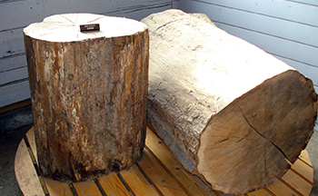 ミズナラ（水楢）