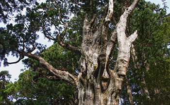 神代杉・神代欅（ケヤキ）